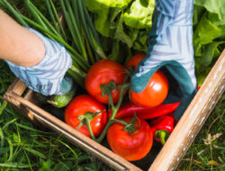 Greenhouse for growing tomatoes