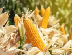 Kepala BAPANAS Resmi Terbitkan Perbanas Nomor 5/2022 Tetapkan HAP Komoditi Jagung Rp 4.200, Apresiasi Dukungan Gubernur NTB