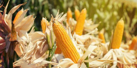 Kepala BAPANAS Resmi Terbitkan Perbanas Nomor 5/2022 Tetapkan HAP Komoditi Jagung Rp 4.200, Apresiasi Dukungan Gubernur NTB