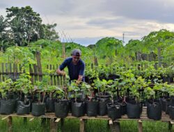 Melihat Eduwisata Farming Sebelah Jalur Sutt PLN Di Kecamatan Batulayar