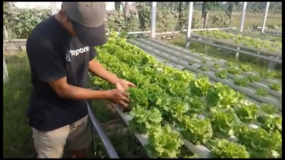 Dari Hobi, Pemuda Asal Lombok Raup Jutaan Rupiah Dari Tanaman Hidroponik