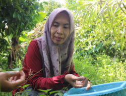 Warga Asal Narmada, Ubah Tanaman Liar Jadi Ladang Uang Omset Puluhan Juta