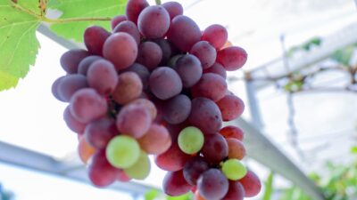 Anggur Jupiter Digemari Pengunjung Di Kebun Wisata