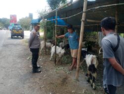 Jelang Perayaan Idul Adha Kapolsek Narmada Imbau Pedagang Sapi Pastikan Kesehatan Qurban