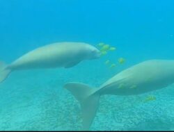 Kemunculan Dugong di Pantai Nipah Ini Faktanya