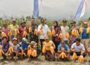 Sukseskan Ketahanan Pangan Nasional 2023 Bersama TNI, Pj Gubernur NTB Miq Gite Vidcon bersama Wapres Ma’ruf Amin