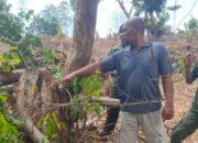 Polres Lombok Barat Kembalikan Truk Fuso Muatan Kayu Sonokeling kepada Pemiliknya, Berikut Penjelasannya