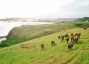 Keindahan Bukit Merese, Destinasi Wisata Populer di Lombok