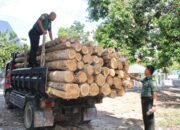 Kodim 1608/Bima Berhasil Amankan Kayu Ilegal Logging.