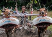 Malean Sampi: Tradisi Balapan Sapi Khas Lombok yang Menarik Wisatawan