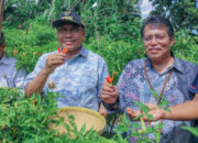BI Perluas Tanam Cabai Organik Untuk Penuhi Kebutuhan Nasional