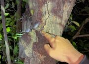 Hendak Transaksi Sabu LAD Dibekuk di Pinggir Jalan