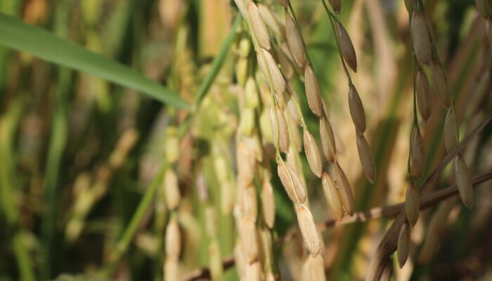 Petani NTB Tergiur Harga Tinggi, Gabah Malah Mengalir ke Luar Daerah