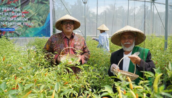 Ponpes Thohir Yasin Sukses Budidayakan Cabai Sepanjang Tahun dengan Green House