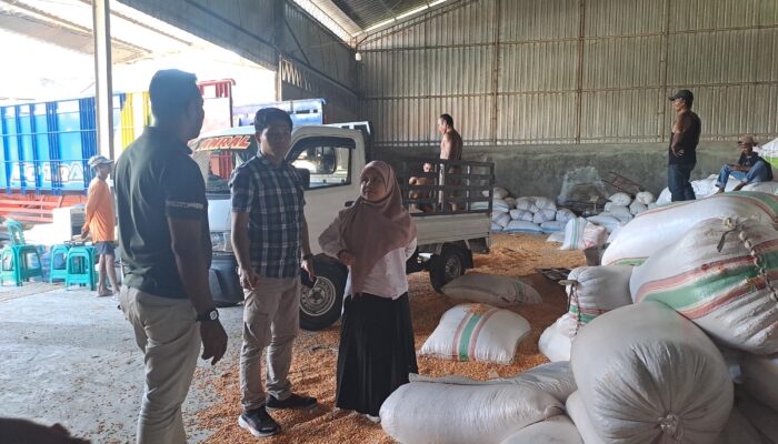 Panen Raya Jagung di NTB, Bulog Siap Serap dengan Harga Menarik!