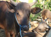 NTB Kirim Puluhan Ribu Sapi dan Kerbau untuk Idul Adha, Tersisa Kuota Berapa?