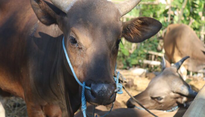 NTB Kirim Puluhan Ribu Sapi dan Kerbau untuk Idul Adha, Tersisa Kuota Berapa?