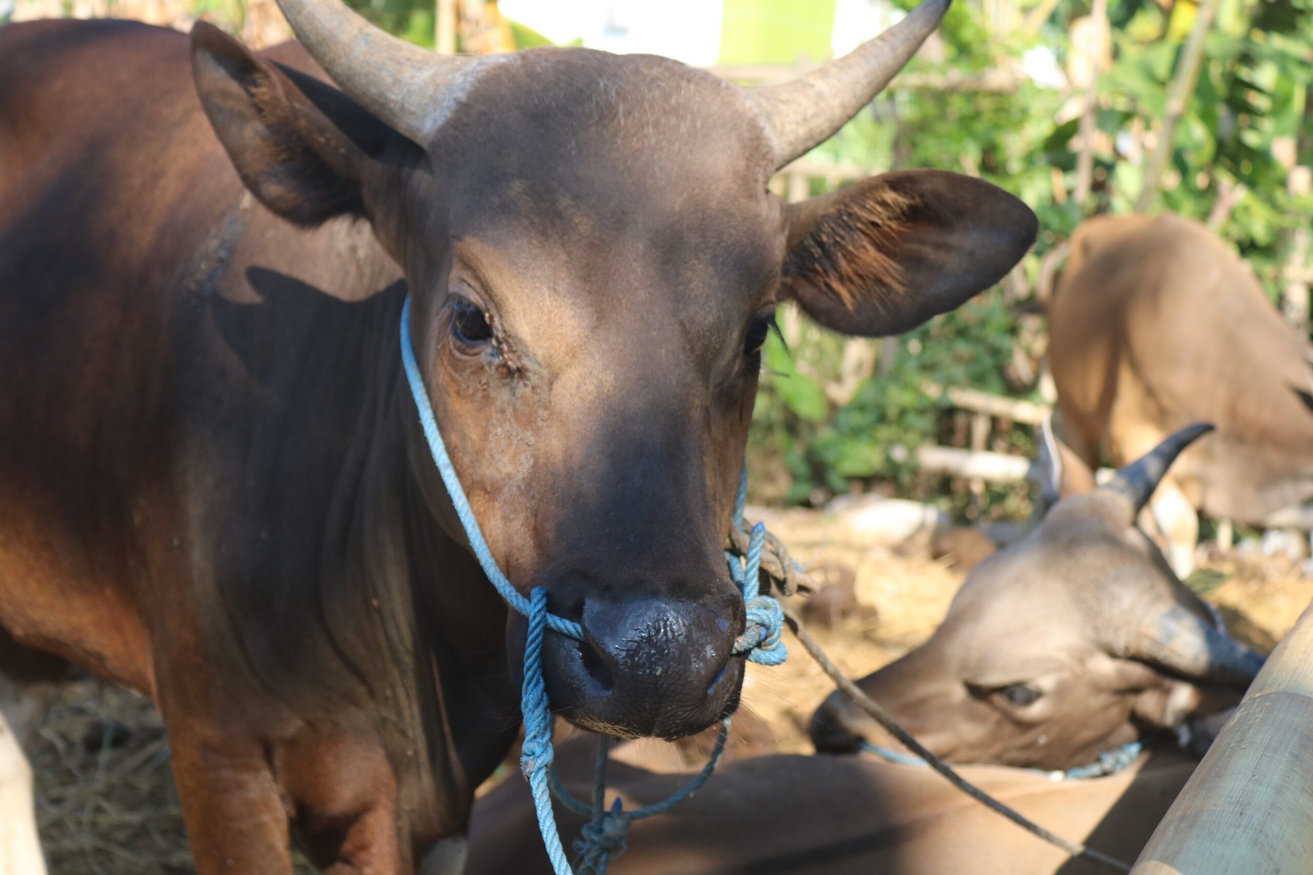 NTB Kirim Puluhan Ribu Sapi