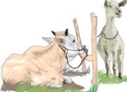 Doa Penyembelihan Hewan Kurban: Mengikuti Sunnah Nabi