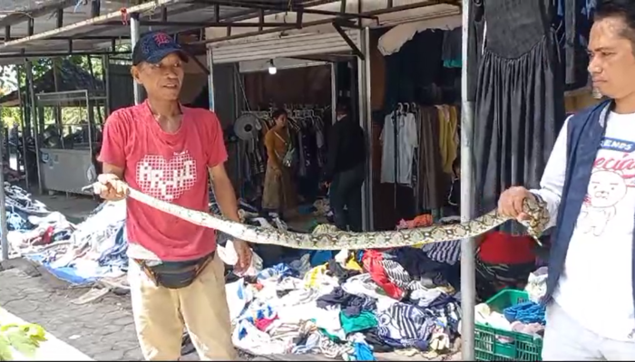 Ular Piton Menggemparkan Pasar Karang Sukun Mataram!