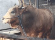 Sapi Qurban Bernama Brahmana  Milik Jokowi Milki Bobot 1.057 kg