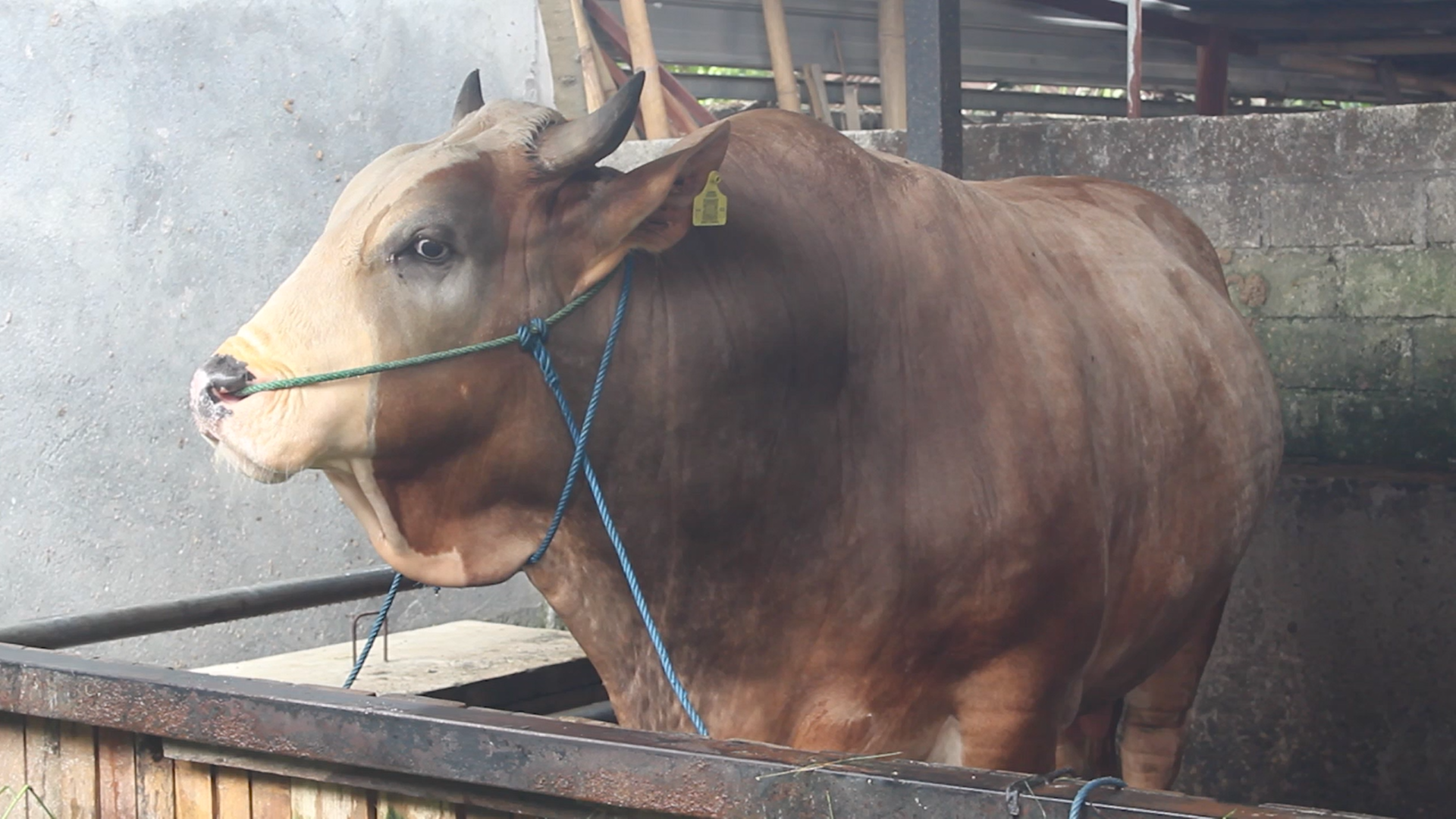 Sapi Qurban Bernama Brahmana  Milik Jokowi Milki Bobot 1.057 kg