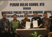 Bulog Jual 1.300 Ton Jagung Pipil Ke- Koperasi Pinsar Peternak Nasional