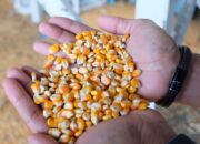 Bulog NTB Serap 52.672 Ton Jagung Petani, Bantu Stabilisasi Harga dan Serap Hasil Panen