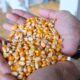 Bulog NTB Serap 52.672 Ton Jagung Petani, Bantu Stabilisasi Harga dan Serap Hasil Panen