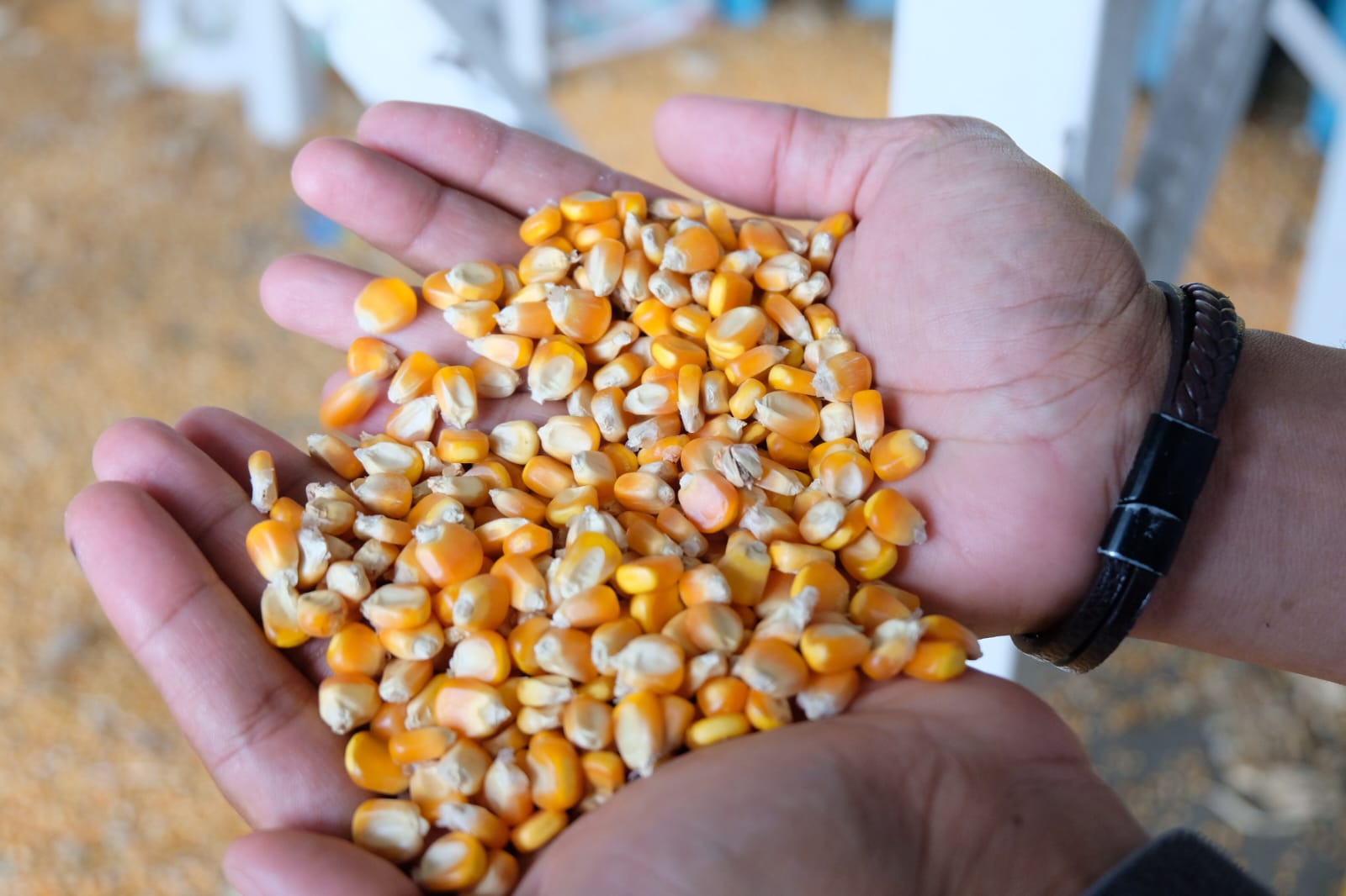 Bulog NTB Serap 52.672 Ton Jagung Petani, Bantu Stabilisasi Harga dan Serap Hasil Panen