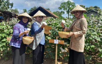 NTB Berpotensi Menjadi Sentra Produksi Kapas Nasional