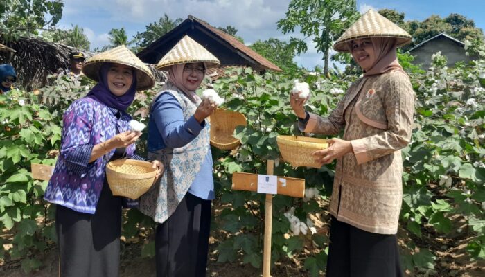 NTB Berpotensi Menjadi Sentra Produksi Kapas Nasional