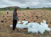 Musim Kemarau, Petani Tembakau di Lombok Timur Gunakan Es Batu untuk Menyiram Tanaman