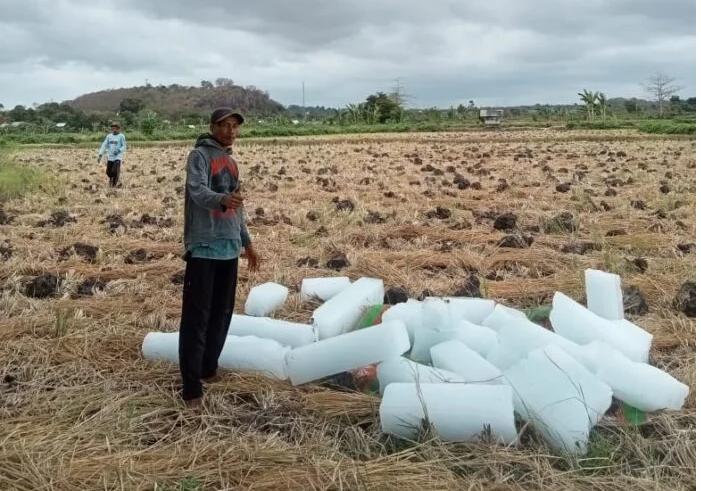 Musim Kemarau, Petani Tembakau di Lombok Timur Gunakan Es Batu untuk Menyiram Tanaman