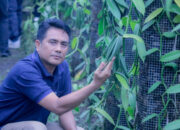 Vanili Organik NTB Tembus Pasar Global