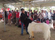 Kontes Kambing Etawa Kaligesing Meriahkan HUT RI Ke-79