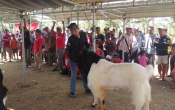 Kontes Kambing Etawa Kaligesing Meriahkan HUT RI Ke-79