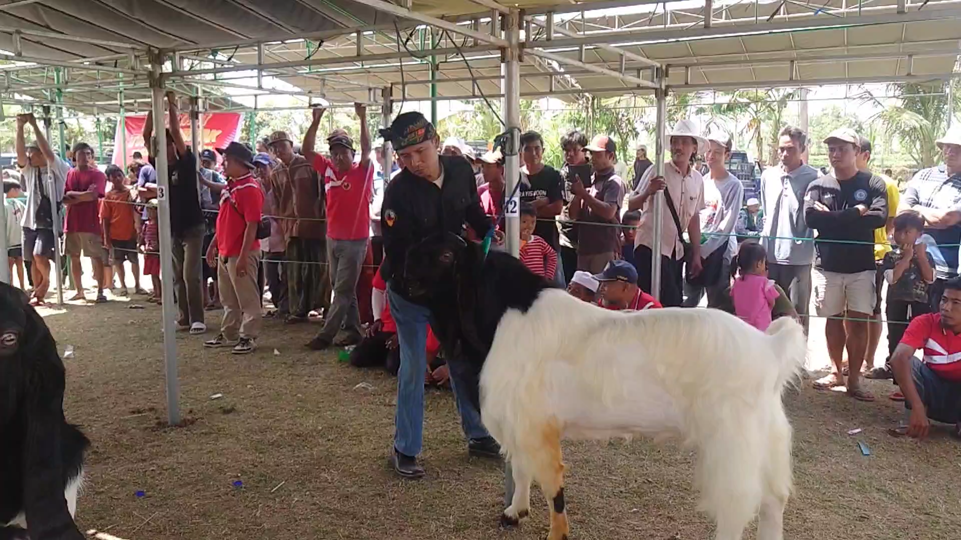 Kontes Kambing Etawa Kaligesing Meriahkan HUT RI Ke-79