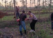 Dua Ekor Sapi yang Diduga Dicuri di Praya Tengah Berhasil Ditemukan