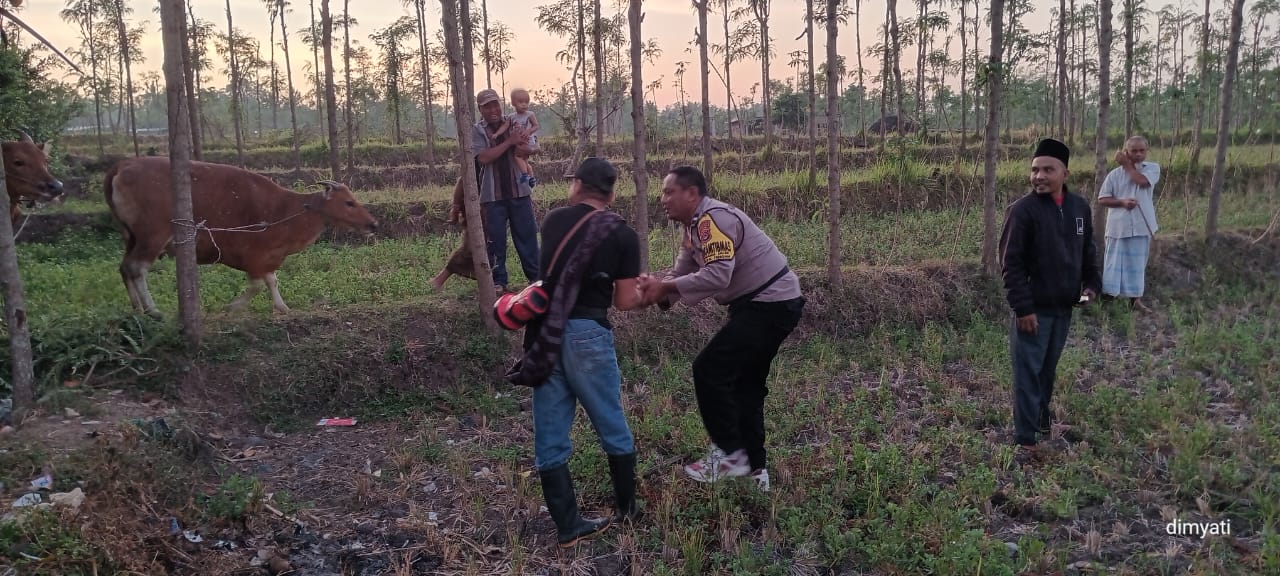 Dua Ekor Sapi yang Diduga Dicuri di Praya Tengah Berhasil Ditemukan