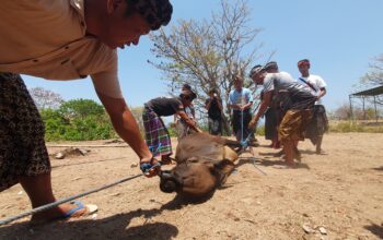 Festival Rinjani V: Merawat Tradisi Bayan di Tengah Gempuran Modernisasi