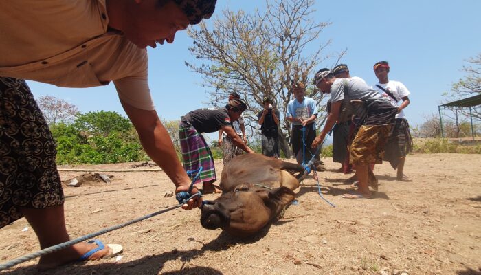 Festival Rinjani V: Merawat Tradisi Bayan di Tengah Gempuran Modernisasi