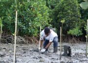 Mangrove di Bima: Sinergi PLN dan Pemerintah untuk Ekonomi Berkelanjutan