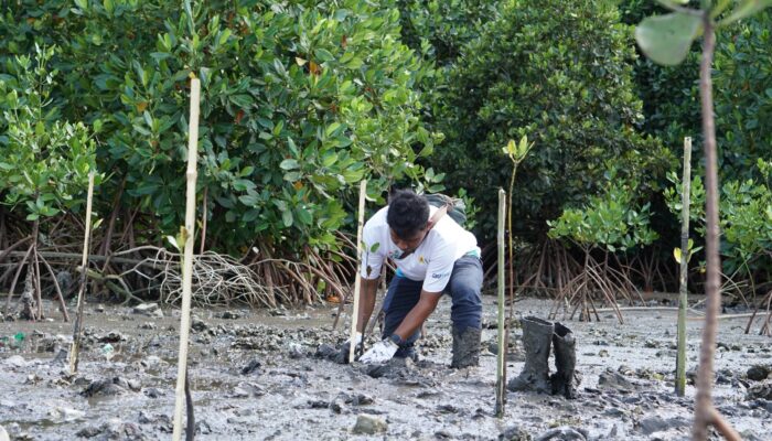 Mangrove di Bima: Sinergi PLN dan Pemerintah untuk Ekonomi Berkelanjutan