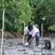 Mangrove di Bima: Sinergi PLN dan Pemerintah untuk Ekonomi Berkelanjutan