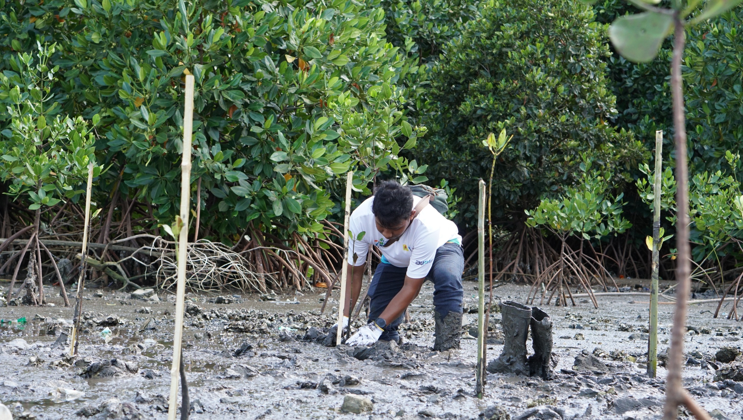 Mangrove di Bima: Sinergi PLN dan Pemerintah untuk Ekonomi Berkelanjutan