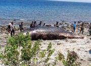 Paus Sperma 10 Ton Terdampar di Pantai Nangawera, Warga Heboh