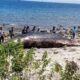 Paus Sperma 10 Ton Terdampar di Pantai Nangawera, Warga Heboh