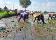 Polsek Narmada Dukung Asta Cita: Bhabinkamtibmas Terjun ke Lahan Pertanian