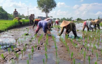 Polsek Narmada Dukung Asta Cita: Bhabinkamtibmas Terjun ke Lahan Pertanian